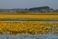 018_Biebrza - kwiecien 2010